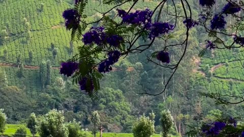 Exploring Nature's Majesty: Forests & Wildlife Short Film 🌳🐾