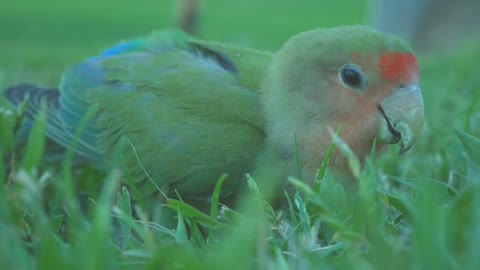 Amazing talking parrot video in natural