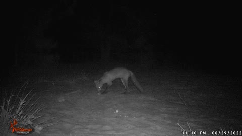 Red Fox Video Continued