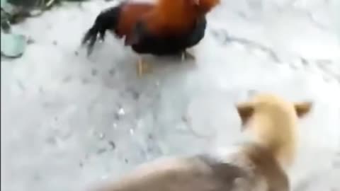 Dog fighting with chicken Amazing video || Dog vs chicken