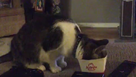 watch My cat is super special funny cat