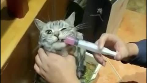 Cat Video// Funny Cat Injection Videos