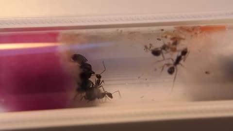 How To Feed Ants Inside A Test Tube