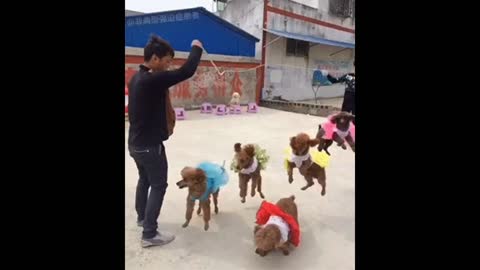 Gif video of dogs jumping rope