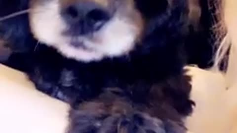 Funny dog tells owner about his day Part 2