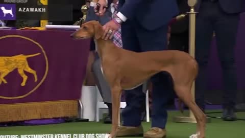The Most 15 Expensive Dogs in the World
