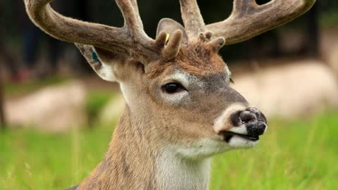 Whitail deer had SARS-CoV-2 in multiple US states since 2020