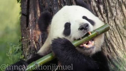 The Panda: A Fascinating and Important Animal for Culture and Conservation