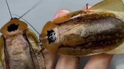 #Giant cockroach # Have you seen this before #? .. My God!!!