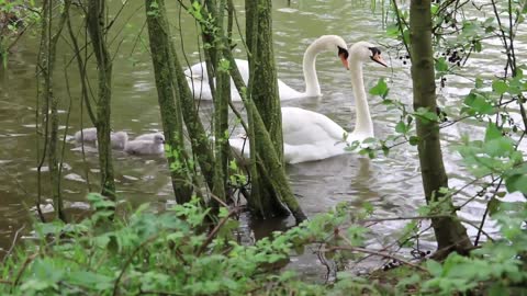 Watch geese and chicks swim up close in the lake with great music