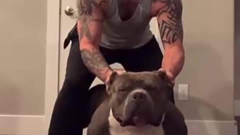 World's Largest Dog Breed Amarican bully