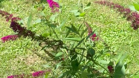 Hummingbird Moth