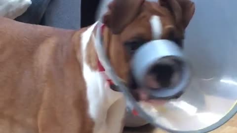 Boxer in medical cone is playing with ductape but gets it stuck on his nose