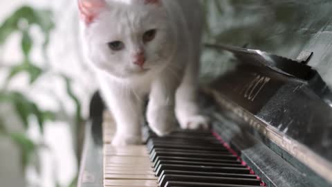 white cat and piano 2021