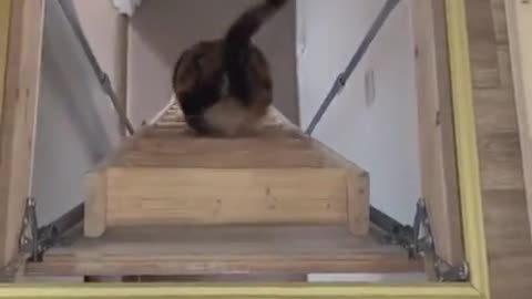 Cat has a Genius Way to Go Downstairs! #catlife #funnycats #catshorts