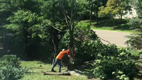 Tree fellers have been lucky / Baumfäller haben Glück gehabt