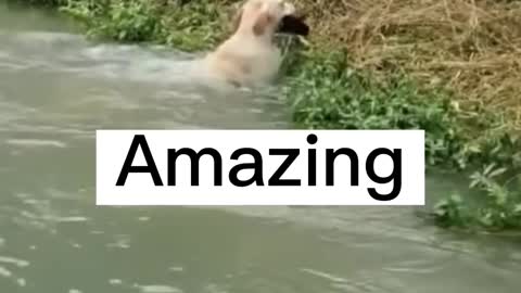 Amazing dog video
