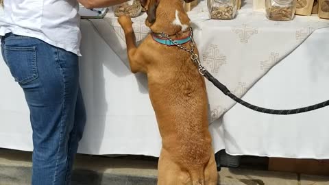 Smart pup tries all the treats at farmers market