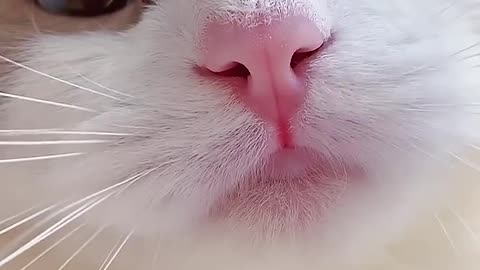 The voice of a cute little kitten-funny cats meow