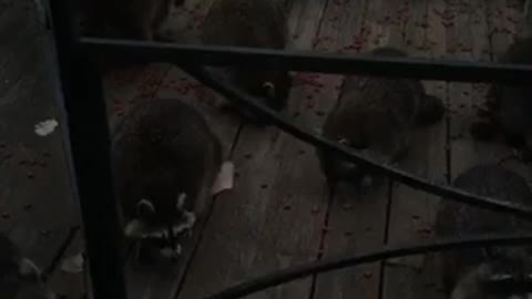 Dinner Time for Huge Group of Raccoons