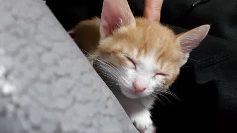 A kitten in a deep sleep