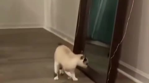 Strange behavior of cat looking in the mirror