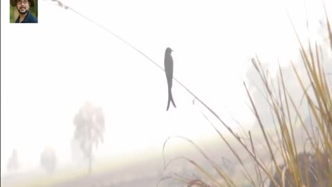 cute Bird sitting on thin branch