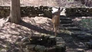 My Pet Deer Zoey Eating Apples