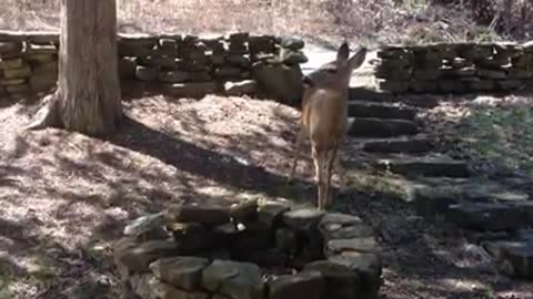 My Pet Deer Zoey Eating Apples