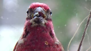 Purple Finch