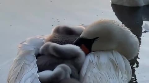 🦢 Swan Chicks Dry Themselves Using Their Mother's Back. | Interesting Facts #Shorts #topchannel
