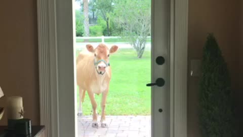 Friendly cow comes to door to say hello