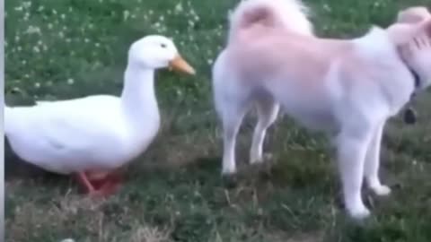 Funny Animals Videos 2023