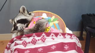 Raccoon lies down and get ready to sleep.