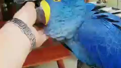 Parrot Talking - Smart And Funny Parrots Video | EP176