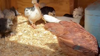 Tornado season begins in OKC - chicks ready Part 1