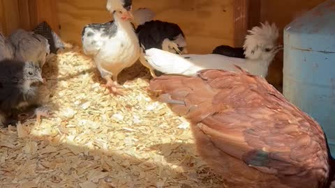 Tornado season begins in OKC - chicks ready Part 1