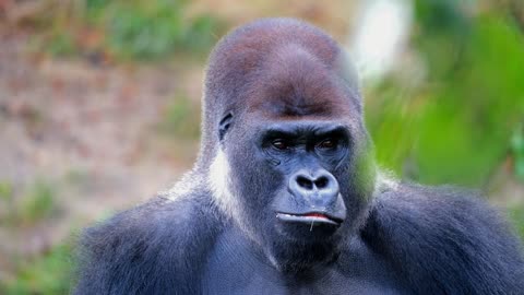 Gorilla monkey silverback