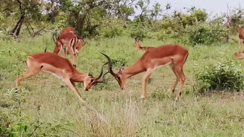 Impala Rams Fighting