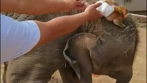 The baby baboon rides on the head of an elephant