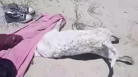 Dog loves digging at the beach