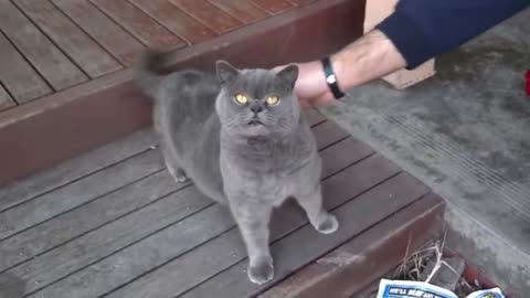 Adorable cat with a ticklish back