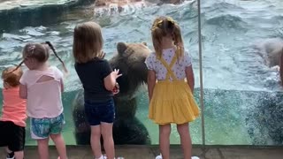 Kids Enjoy Amazing View of Bears Playing in the Pool