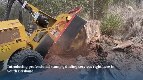 Why Stump Grinding Is Essential for South Brisbane Property Owners?