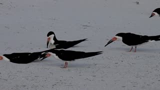 A Black Skimmer Baby Day One