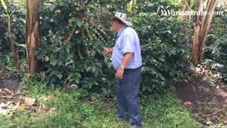 Día del café: Así se procesa el café en Socorro, Santander