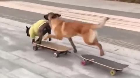 Can your Dog Skate too?