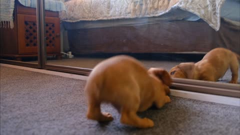 Funny and cut dog fights with his reflection in the mirror