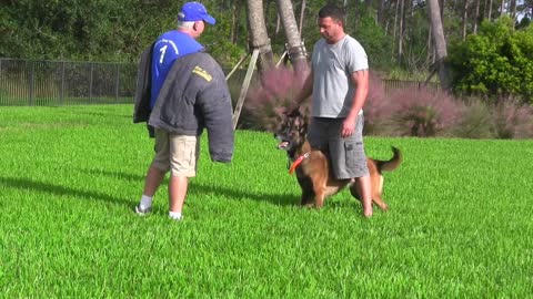 Training SECRETS Elite Protection Dogs Instructional video