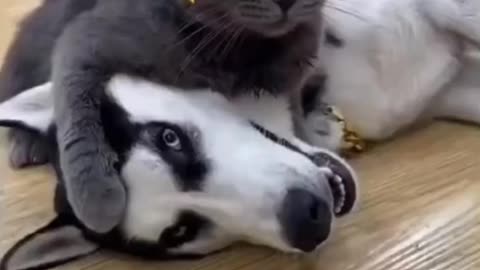 Cat VS Dog--Best animal video